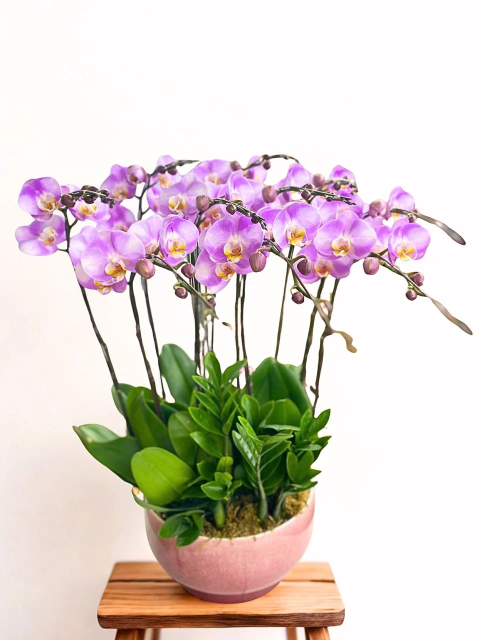 W - Orchids/Green Plants - Big Star_10 Iris_OR013