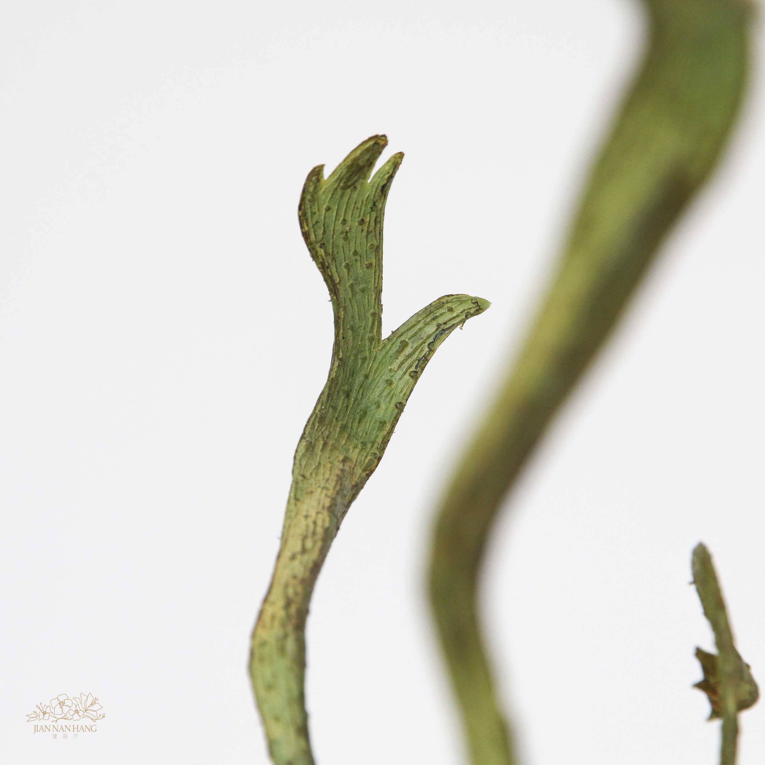 人造樹枝 石化柳