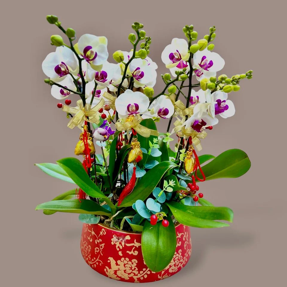 W - Orchids/Green Plants - Eight-flowered Iris (Snow Jade) Phalaenopsis_OR004