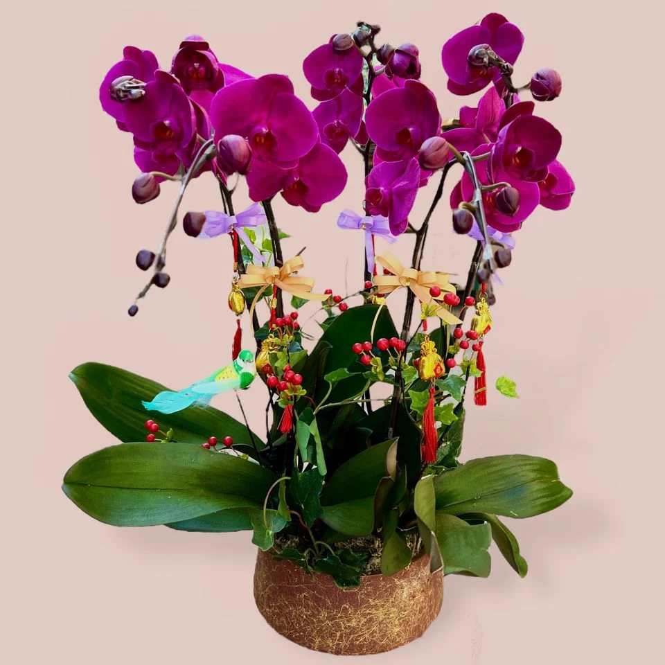 W - Orchids/Green Plants - Deep Purple and Deep Red_Purple-Red Flowers ((3/4/5/6/8/10/12/18)) Iris_OR216