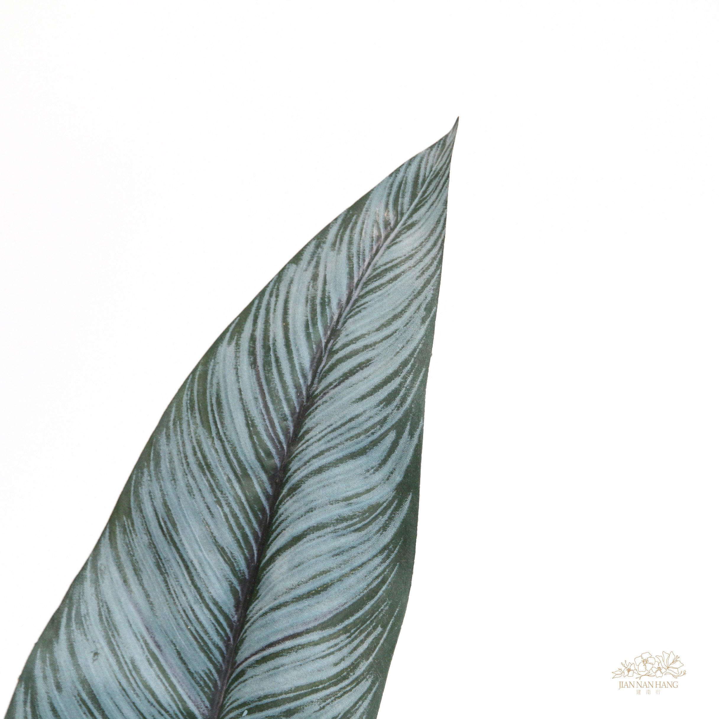 人造葉 單枝天堂鳥葉