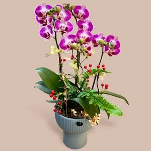 W - Orchids/Green Plants - Phalaenopsis Four Iris_OR007
