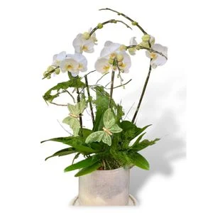 W - Orchids/Green Plants - A Fresh Look_White Crystal Jade Four Iris_OR010