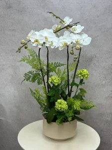 W - Orchids/Green Plants - A Fresh Look_White Crystal Jade Four Iris_OR010
