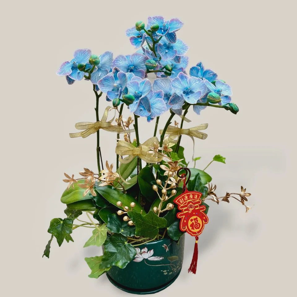 W - Orchid/Green Plants - Blue Coral_6 Iris_OR003