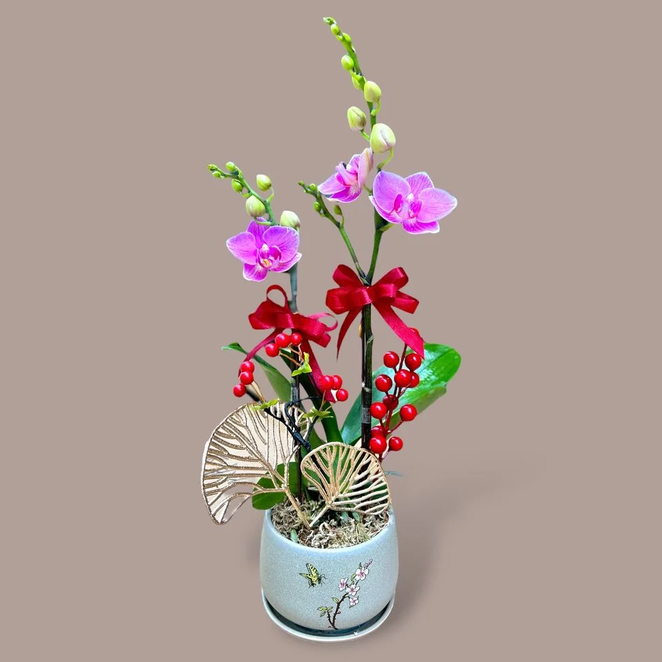W - Orchids/Green Plants - Two-Iris Phalaenopsis Orchid_OR001