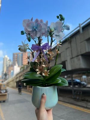 W - Orchids/Green Plants - Soaring to the Clouds_Blue Coral Four Iris_OR002
