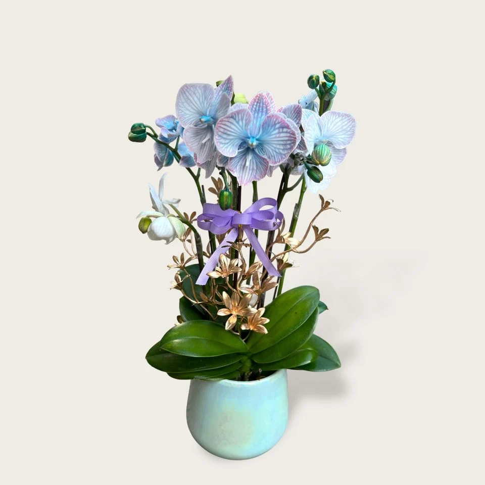 W - Orchids/Green Plants - Soaring to the Clouds_Blue Coral Four Iris_OR002