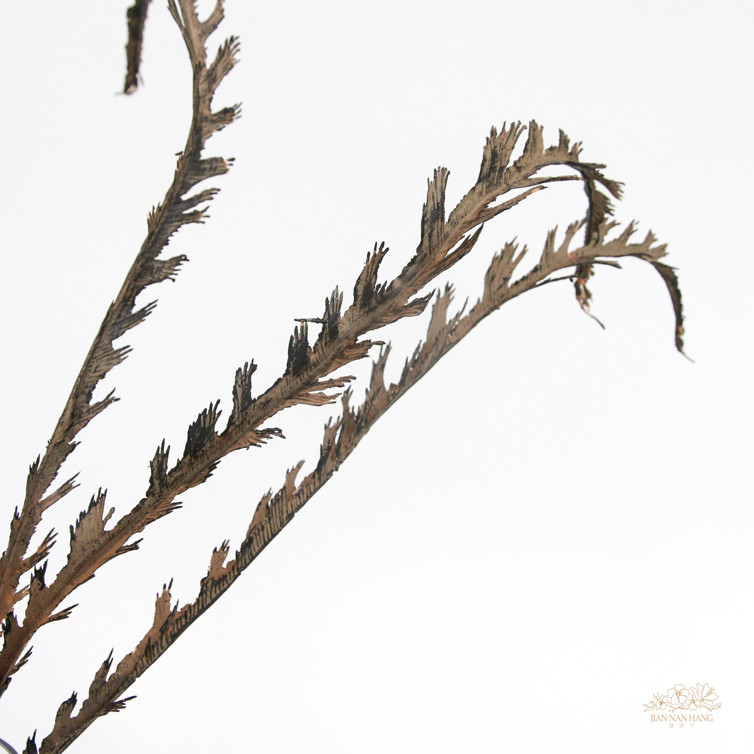 人造葉 乾長葉 2色