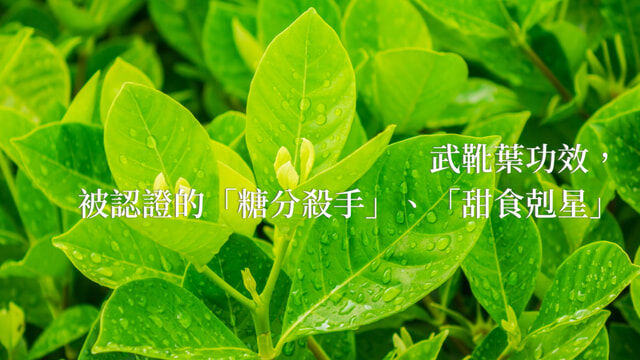 武靴葉功效