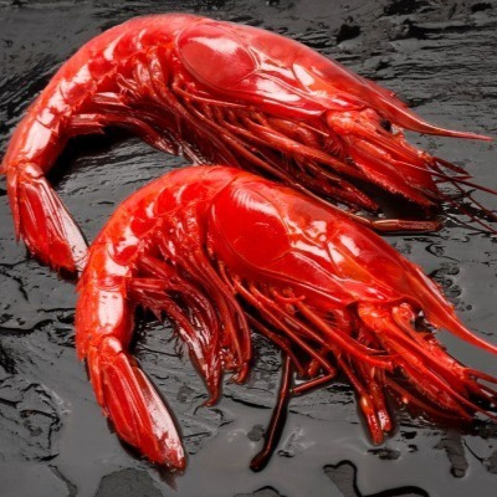 西班牙Buba Camaron 野生刺生級特大紅蝦 1kg+（約 8/10隻）