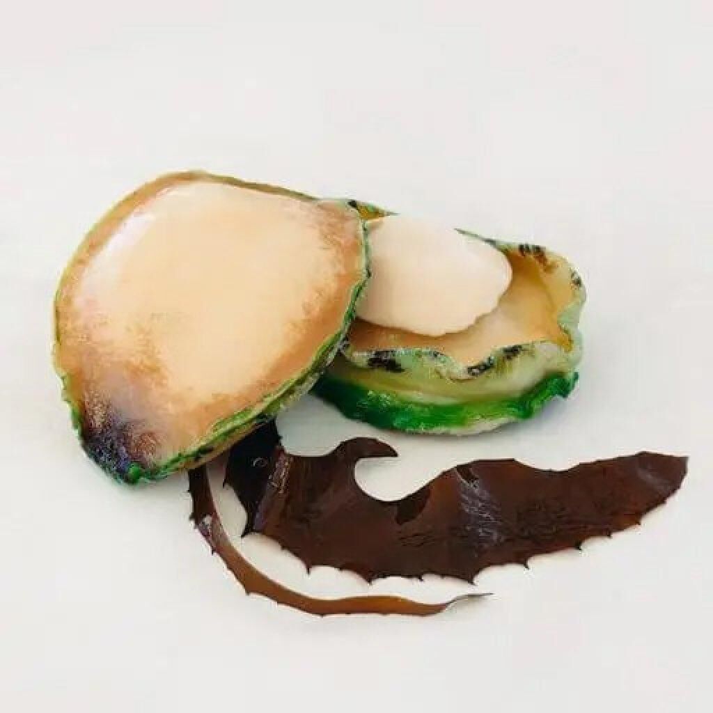 澳洲青邊鮑2/3~ 200g(一級野生，EYREWOOLF)