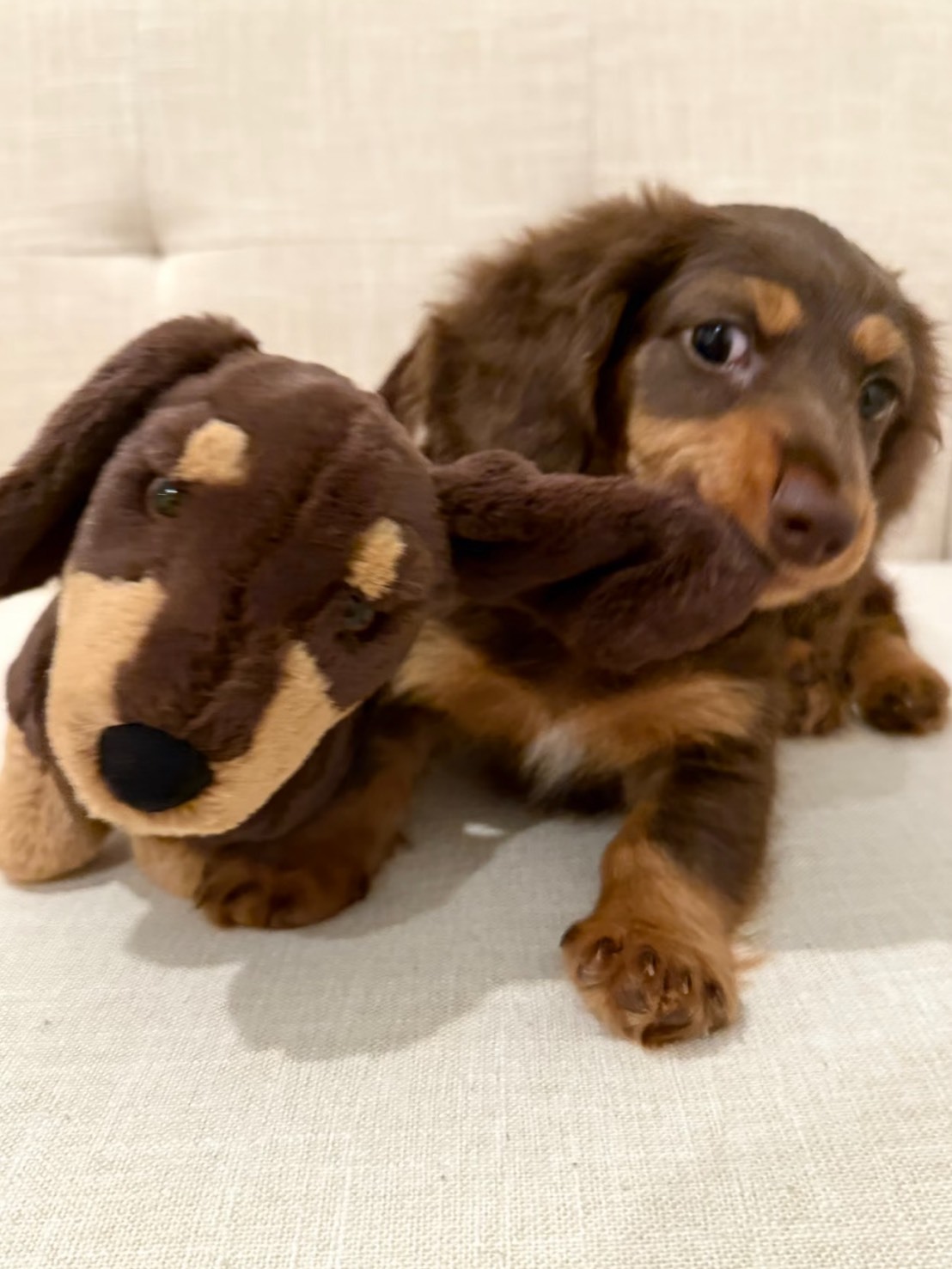 JELLYCAT 狗系列玩偶 毛絨公仔