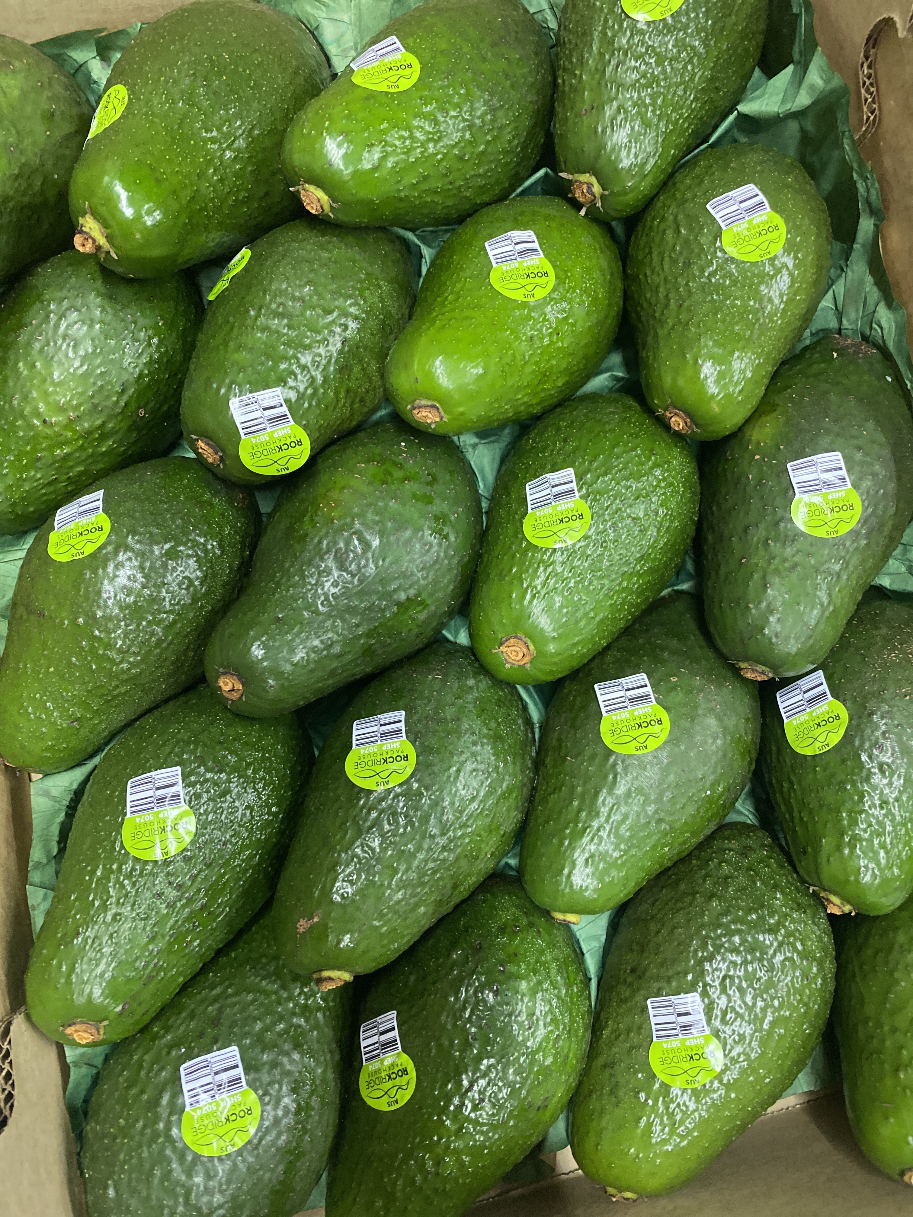 【水果】0414果欄直播 澳洲牛油果 20庄 5個