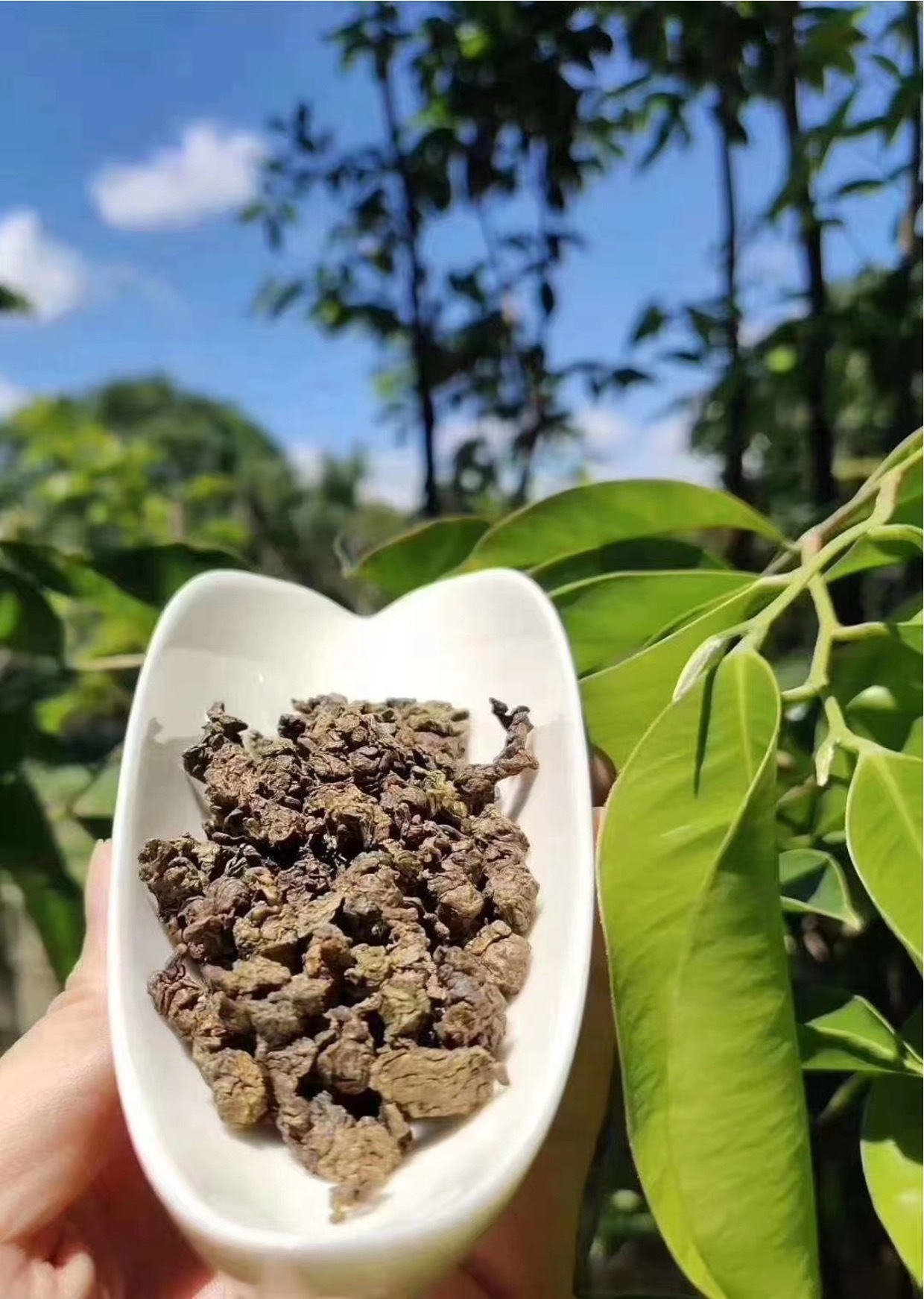 0416gz47-GZday3-沉香4月-棋楠沉香白木香葉茶50g(A47)