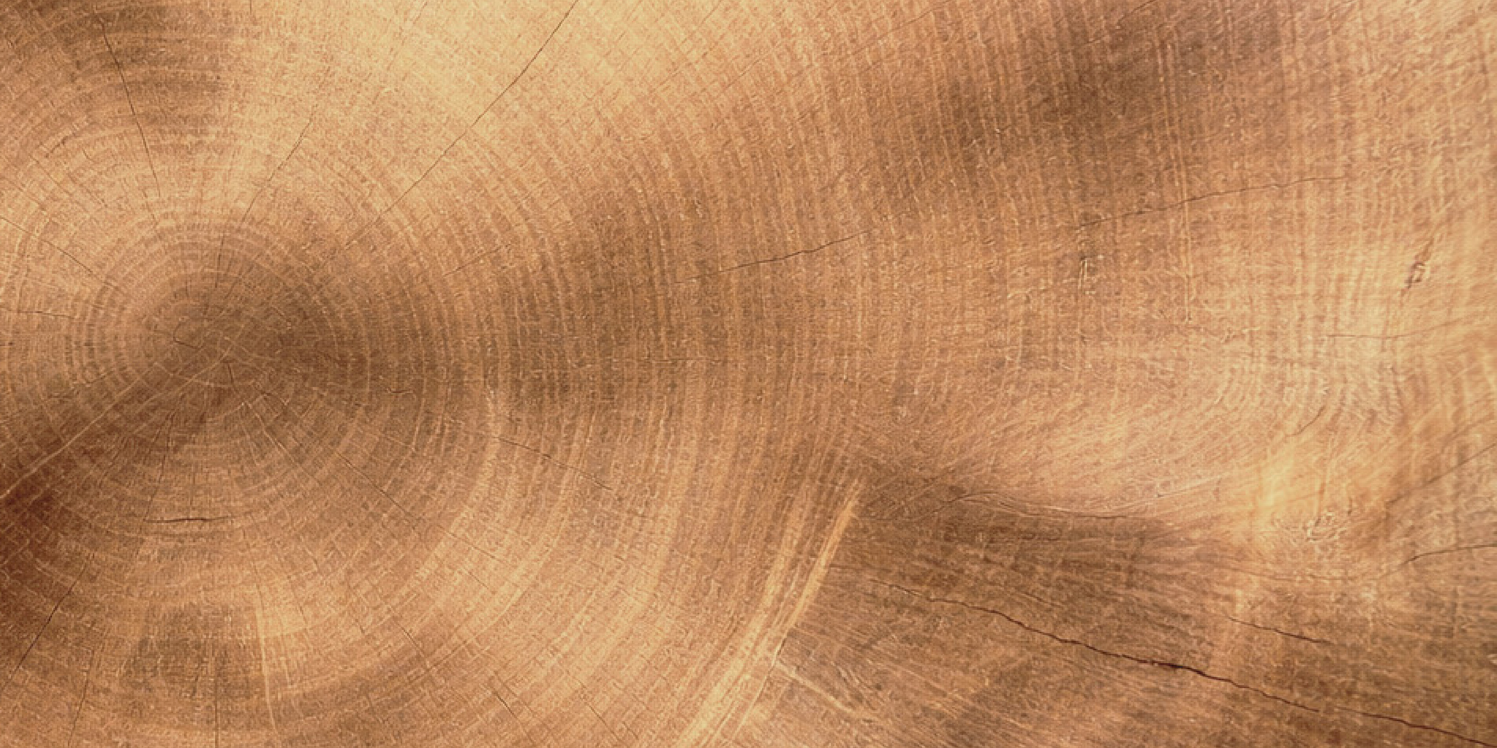 木紋與年輪，是一棵樹在森林裡生活過的完整記錄。