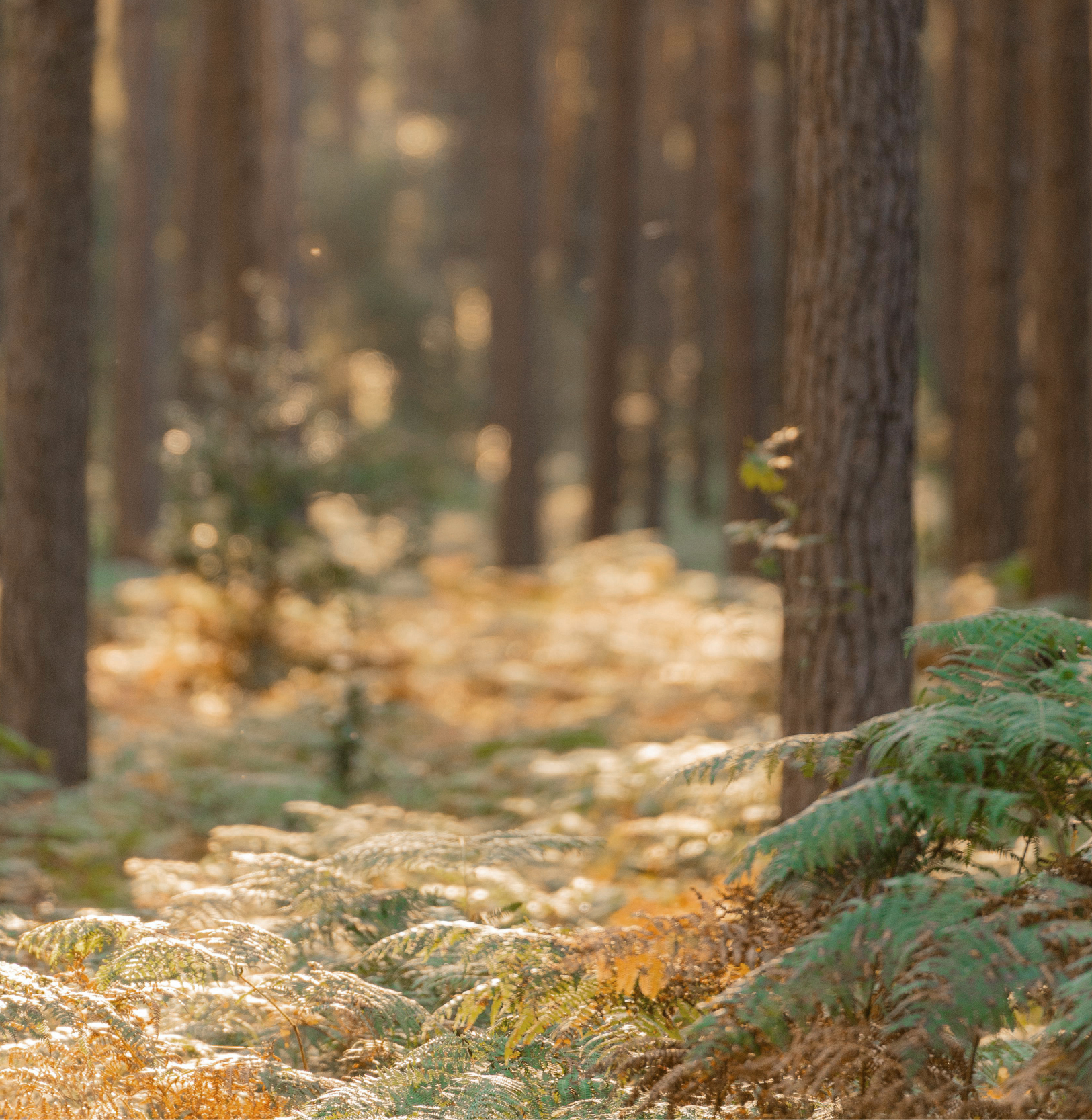 從台灣森林的生態出發，理解木本身就是時間累積的結果。