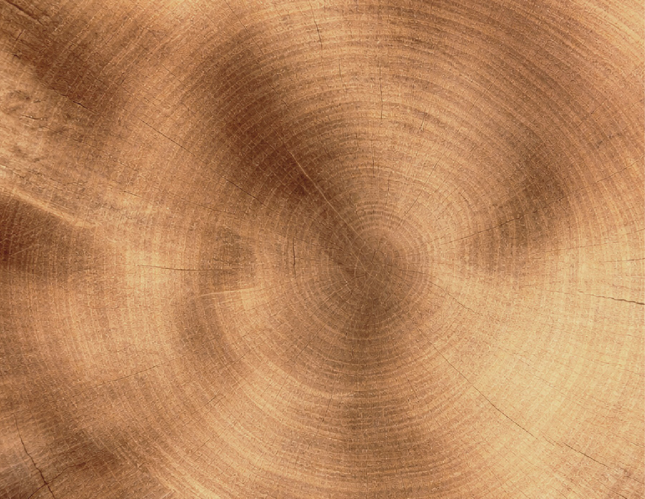 木紋與年輪，是一棵樹在森林裡生活過的完整記錄。