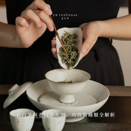 白茶是什麼？新白茶與老白茶差別、功效與種類全解析｜瑜茶舍