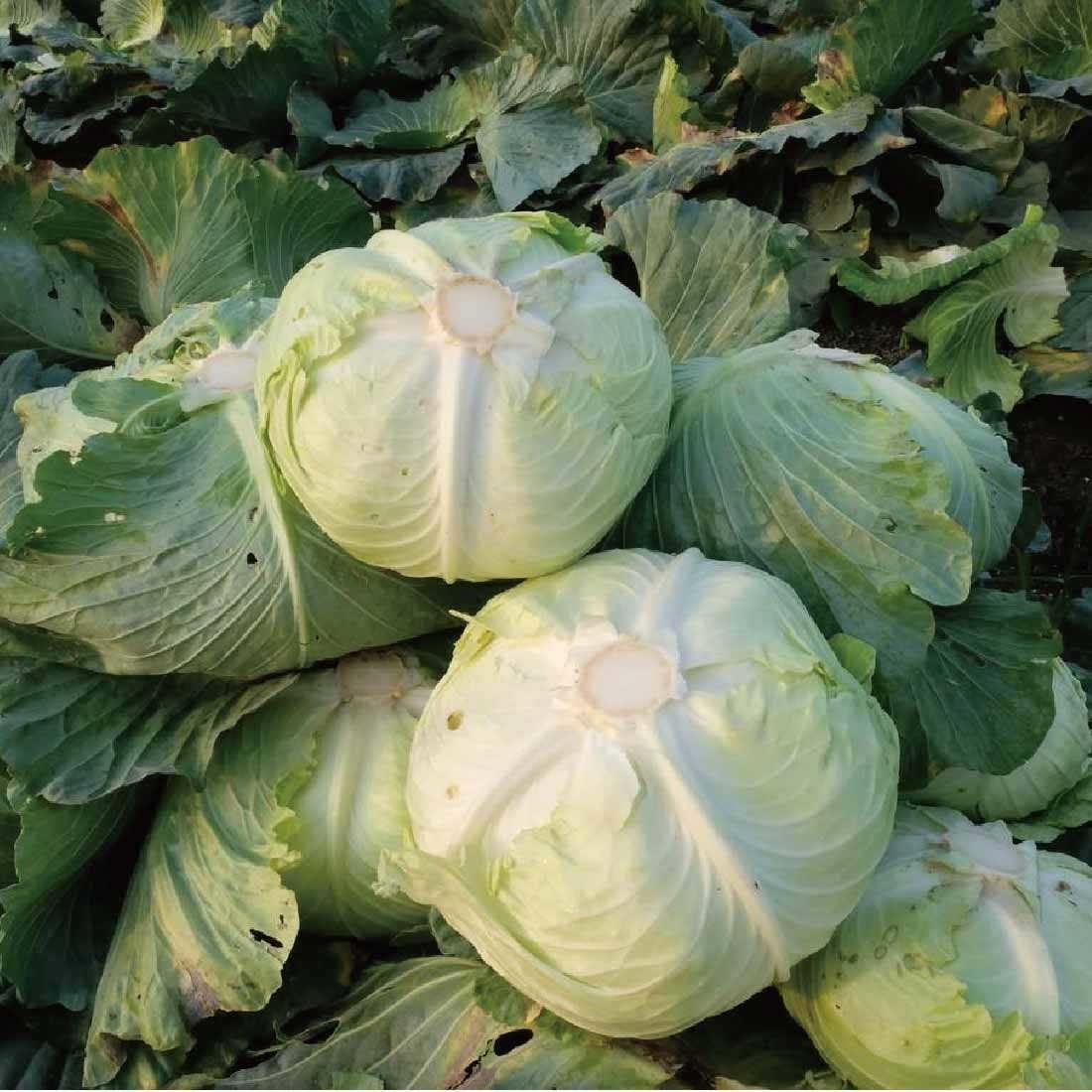 預購【04月22日(三)到貨】食物日💮高山有機高麗菜【約600g/顆(裸裝/帶葉)】