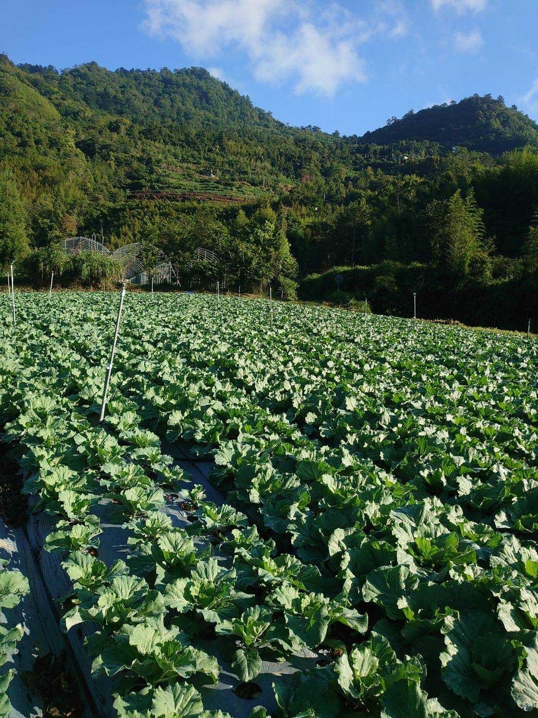 預購【04月22日(三)到貨】食物日💮高山有機高麗菜【約600g/顆(裸裝/帶葉)】