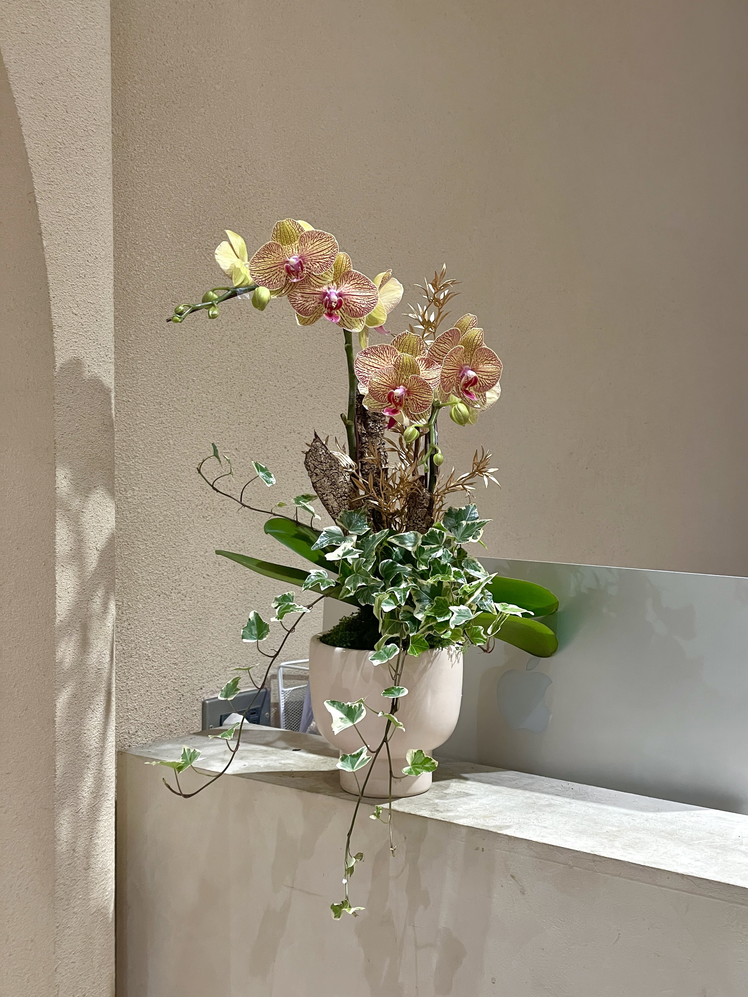 【現貨】蘭花-94