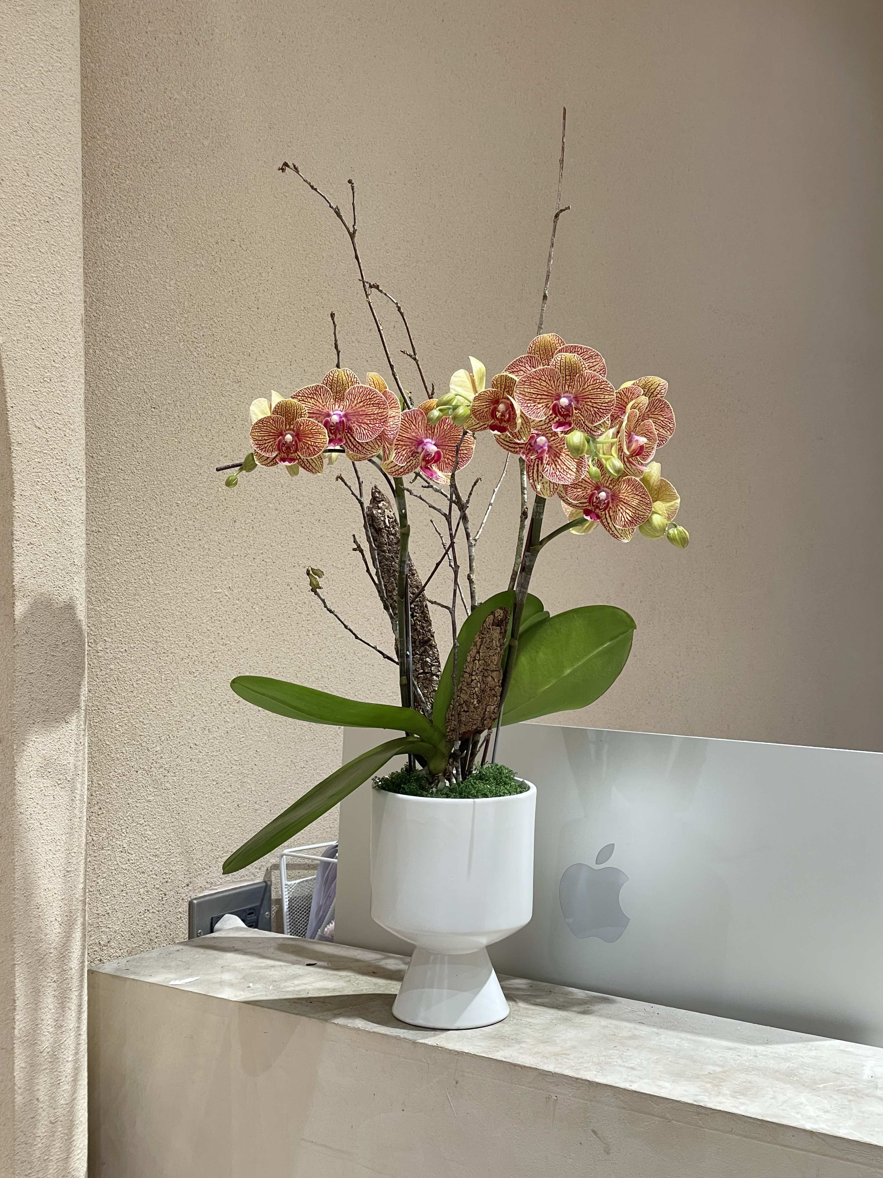 【現貨】蘭花-95