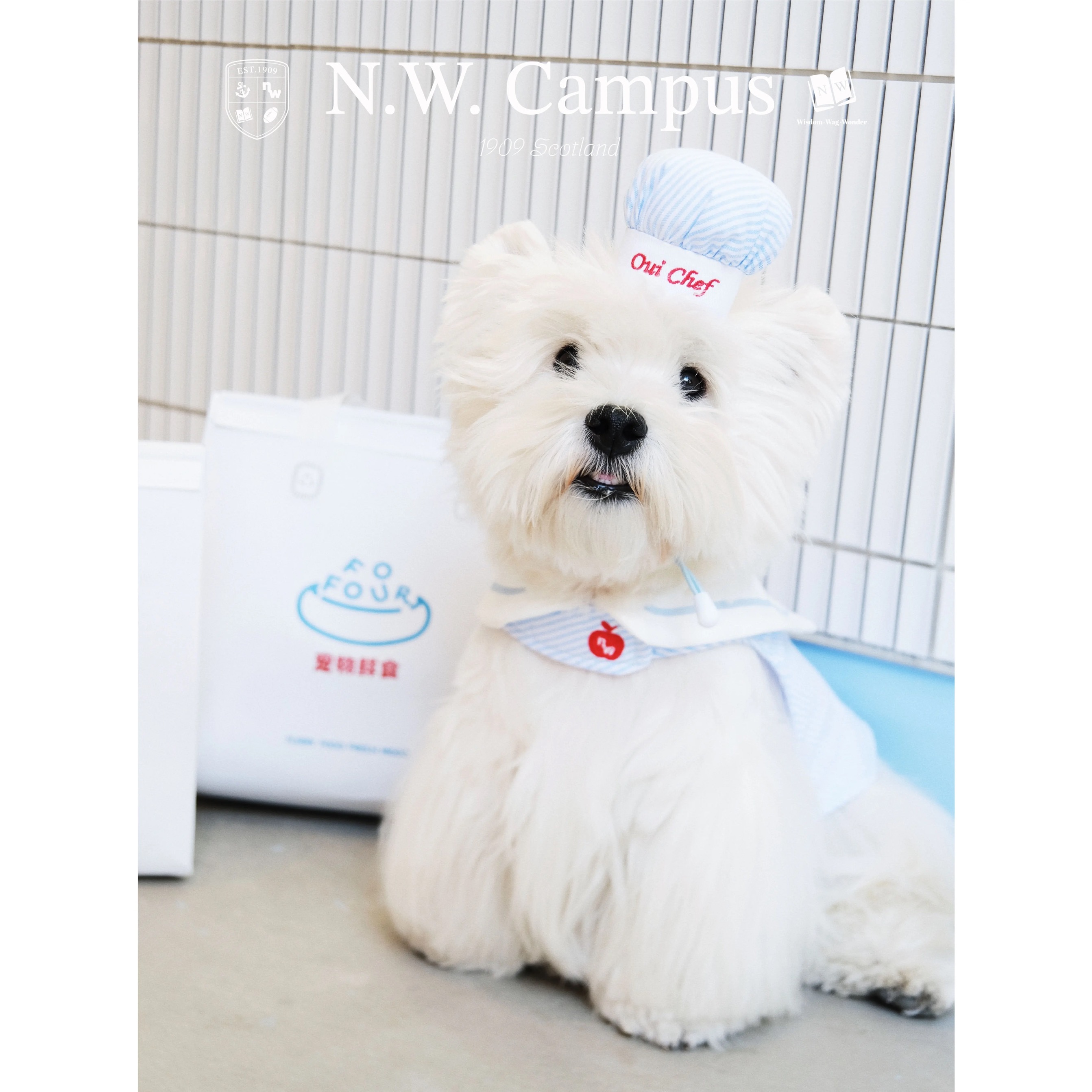 NW学院 社团厨师服 宠物衣服