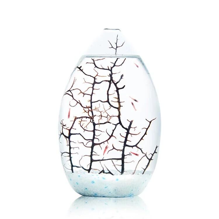 MOANA 生態球 生態循環系統 免運費 售後服務