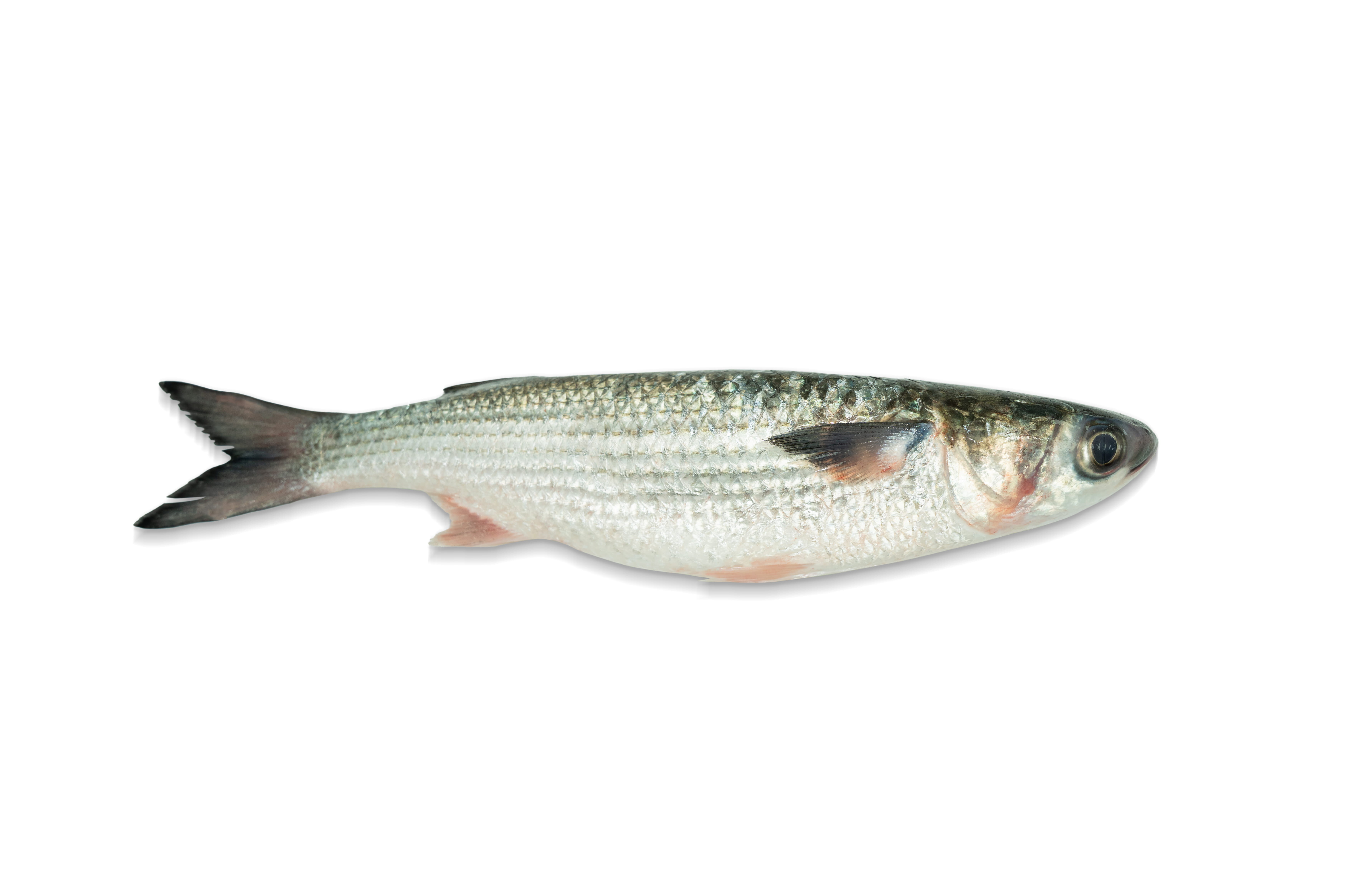 本地漁菜直銷專區：本地優質速凍楊氏烏頭(去鱗) 400g