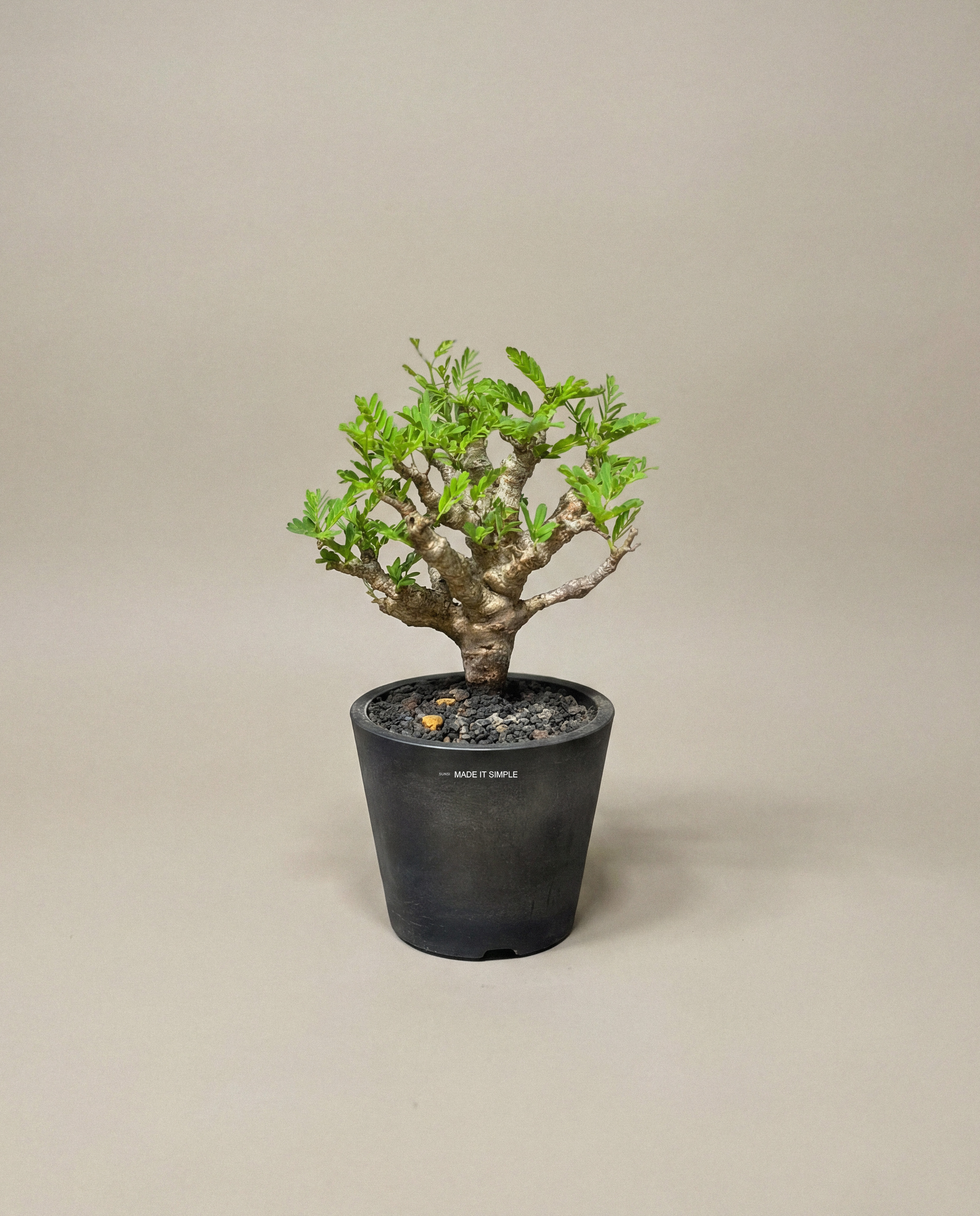 極度滄桑感美品 — 沙漠蘇木