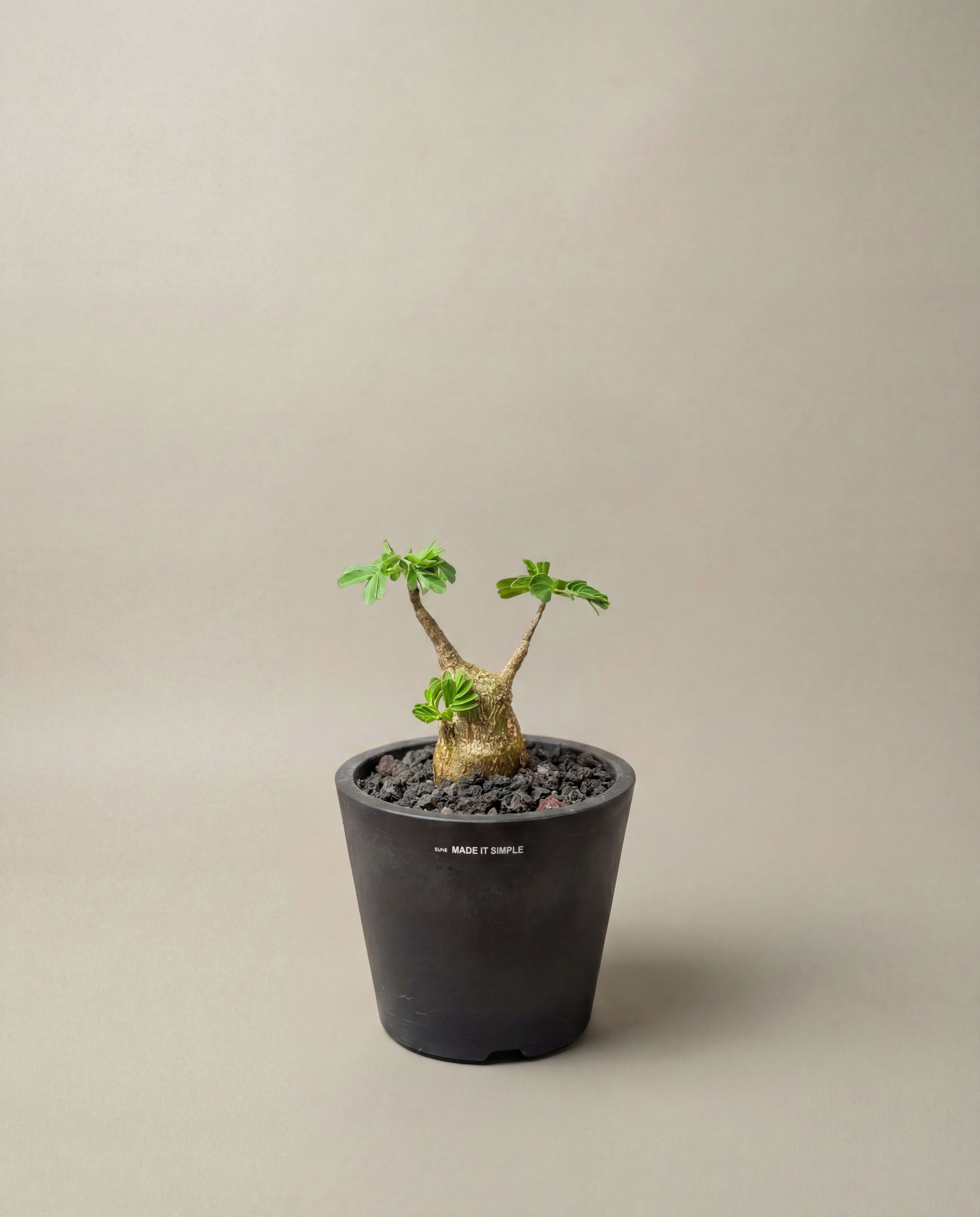 極度滄桑感美品 — 沙漠蘇木