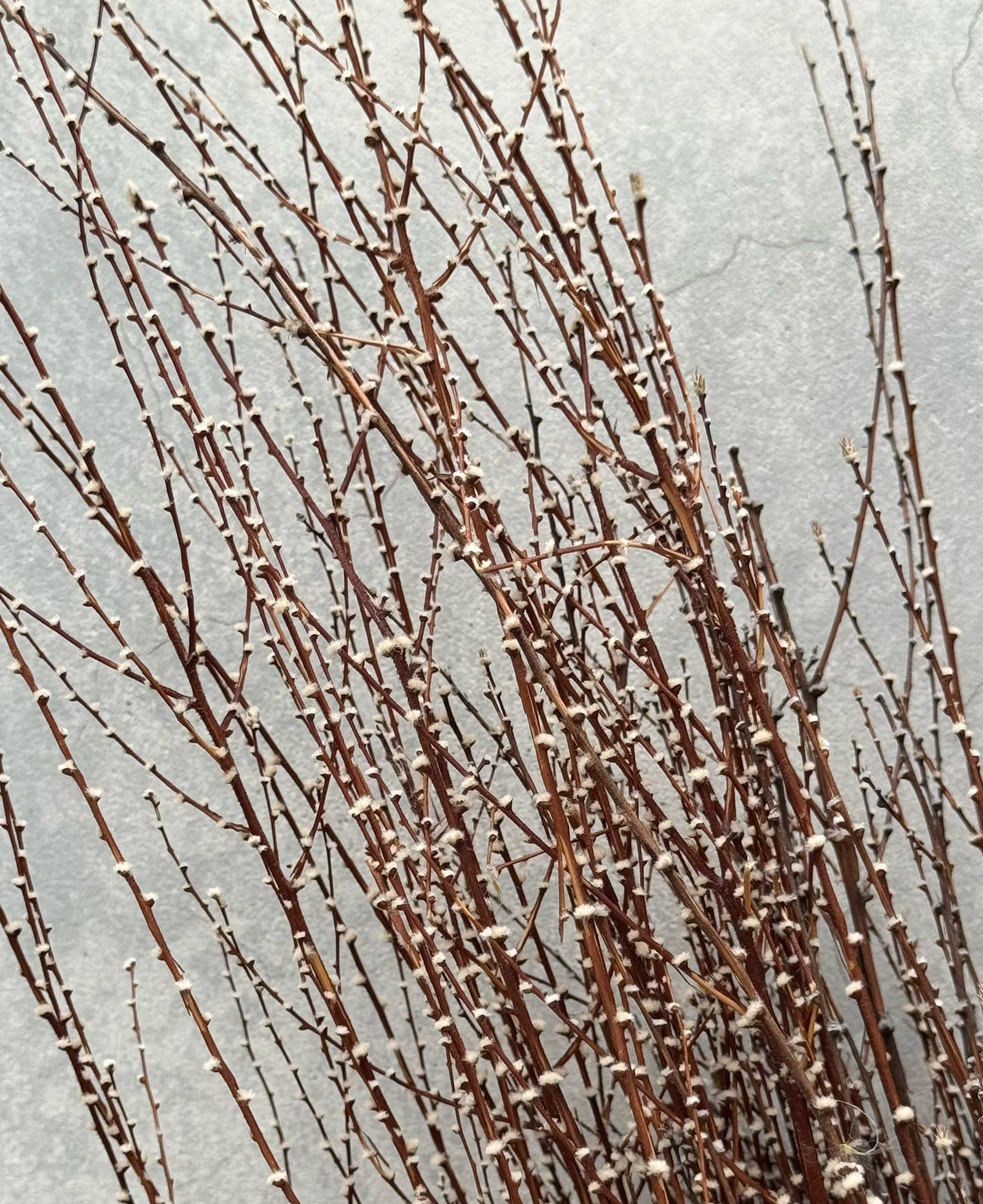 乾燥雪草