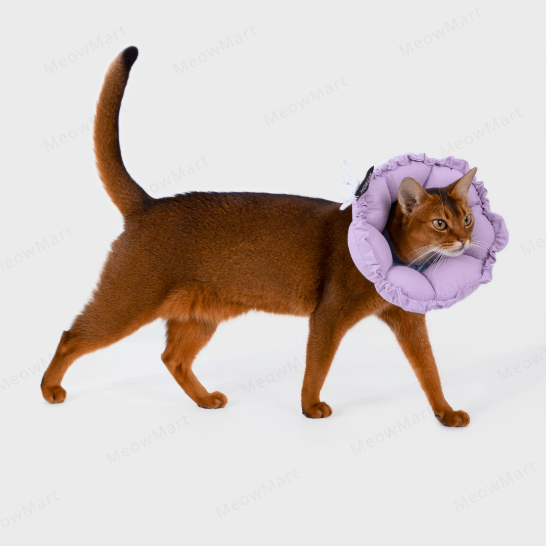 hidream 防舔咬頸圈