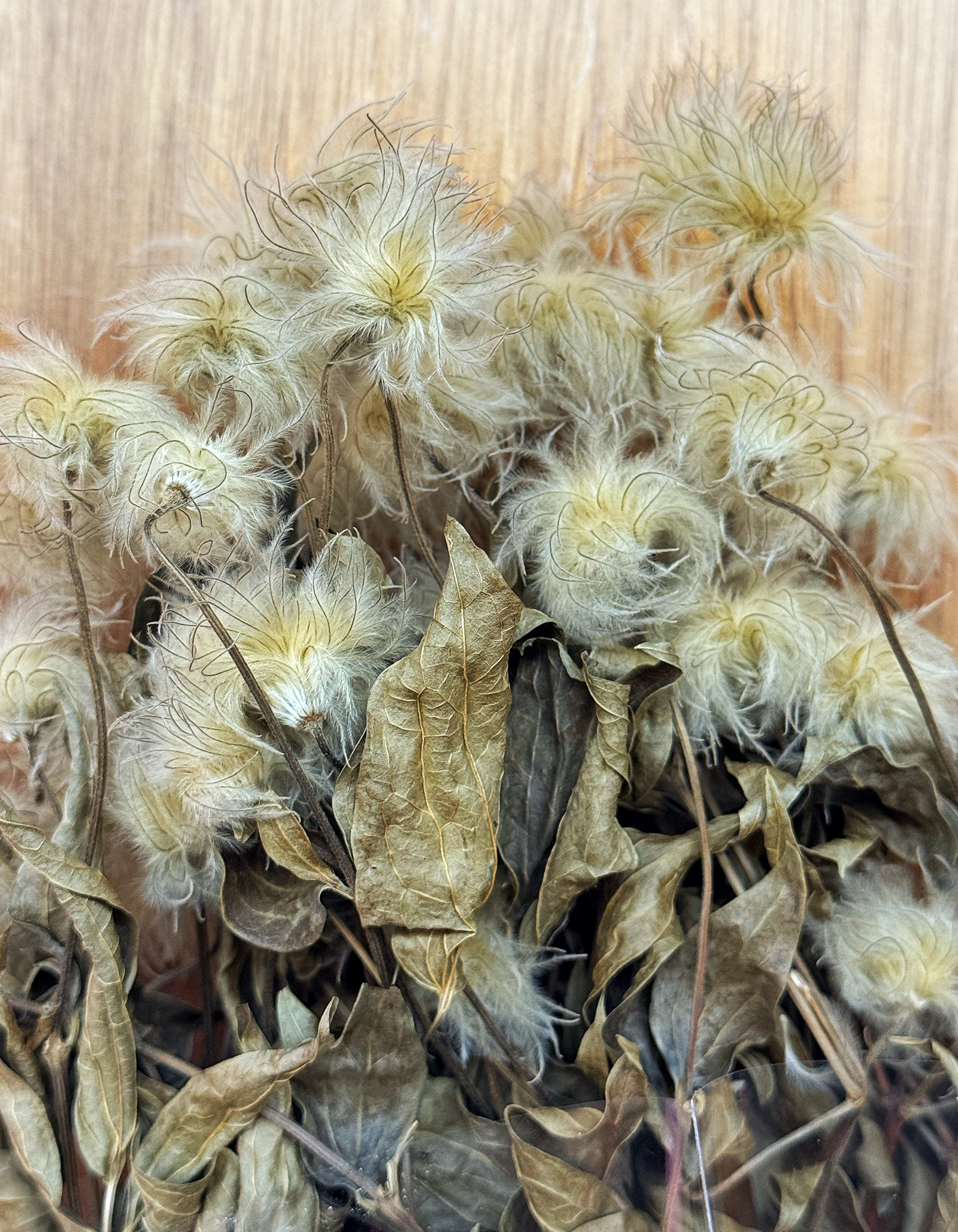 乾燥鐵線蓮(荷蘭)