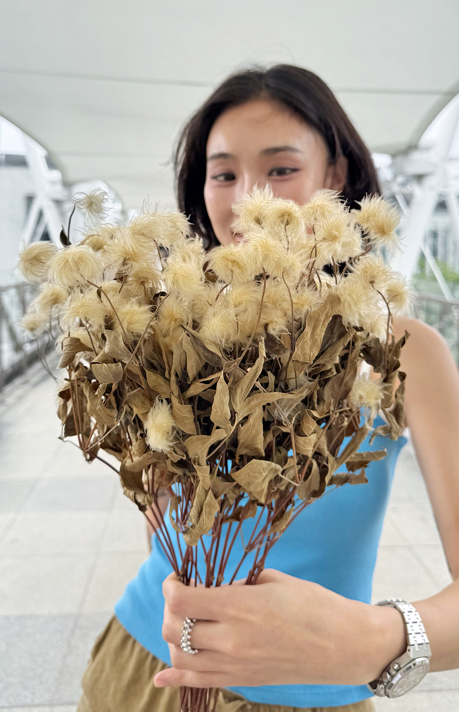 乾燥鐵線蓮(荷蘭)