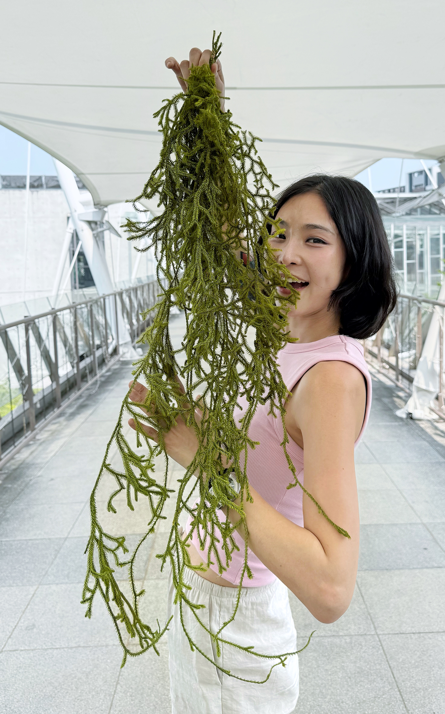 日本永生石松鹿角草（兩色）
