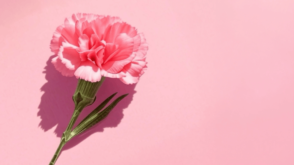 宇宙小艇 2026 母親節限定．仲夏果實無花果優格巴斯克乳酪蛋糕．即日起預購