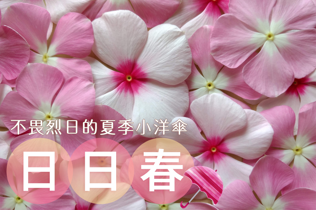 不畏烈日的夏季小洋傘「日日春」