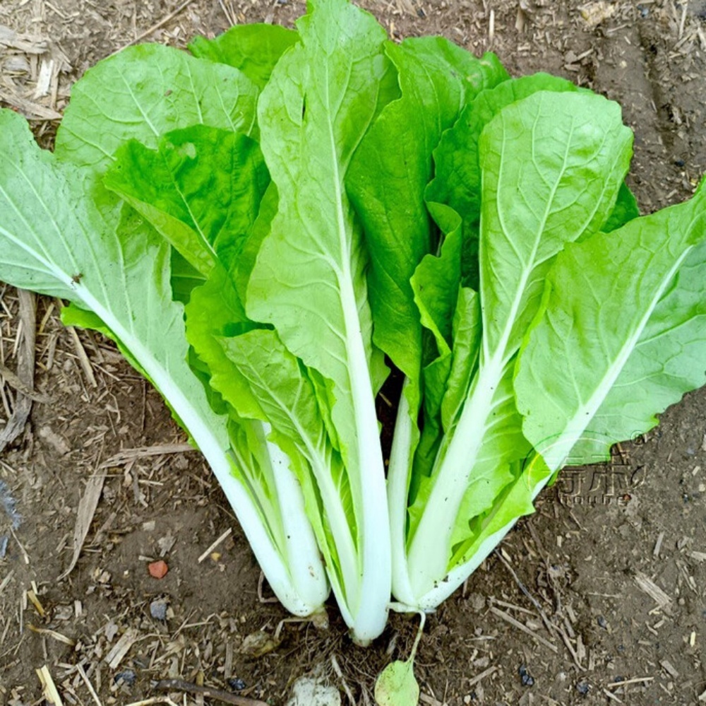 Local Organic Tientsin Baby Cabbage (CATTY)