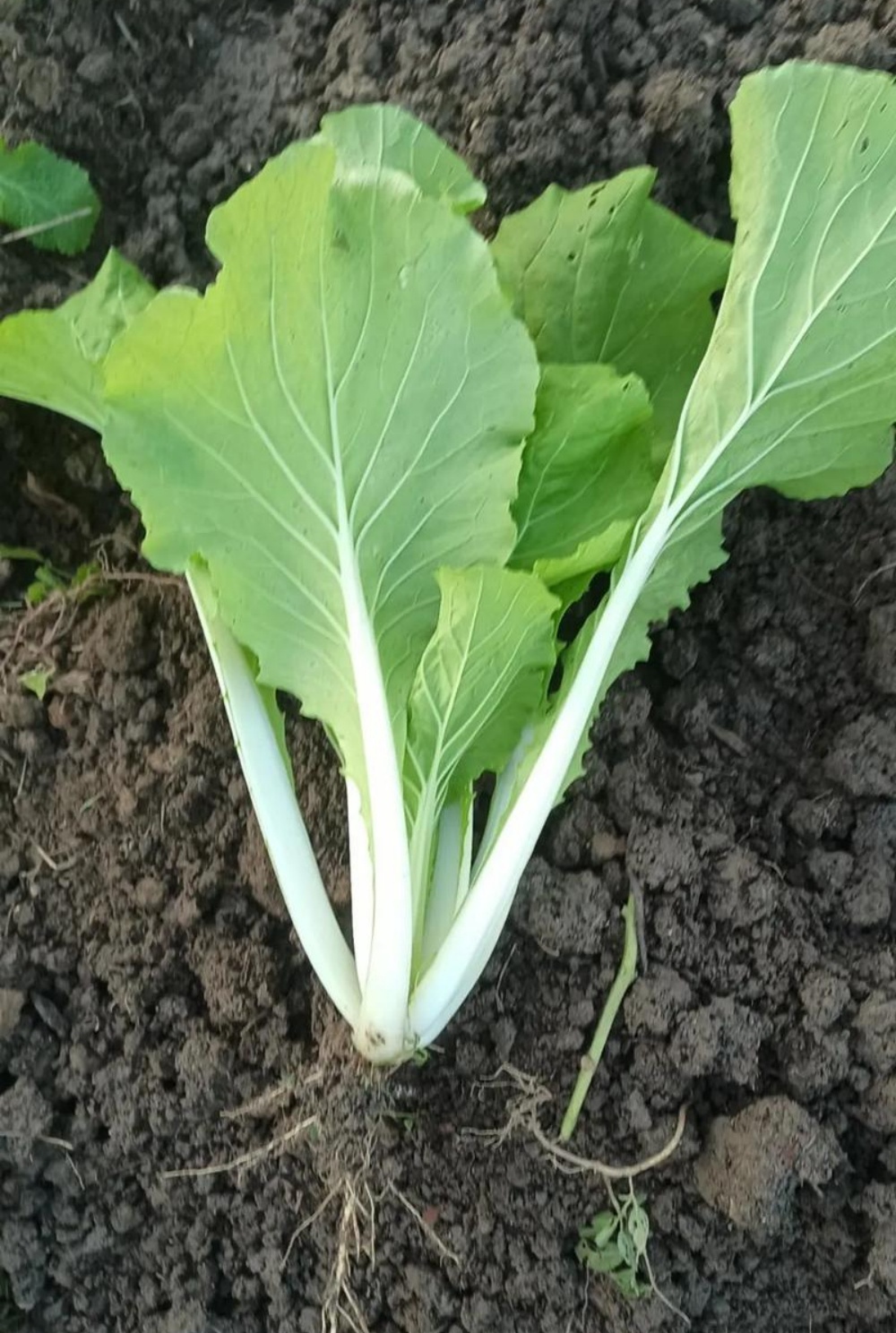 Local Organic Tientsin Baby Cabbage (CATTY)