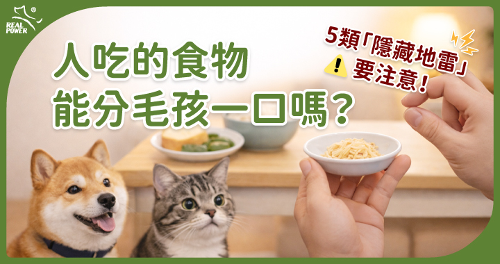 狗狗跟貓貓眼巴巴地看著把拔手上的食物，毛拔手捏一小口準備分給他們。