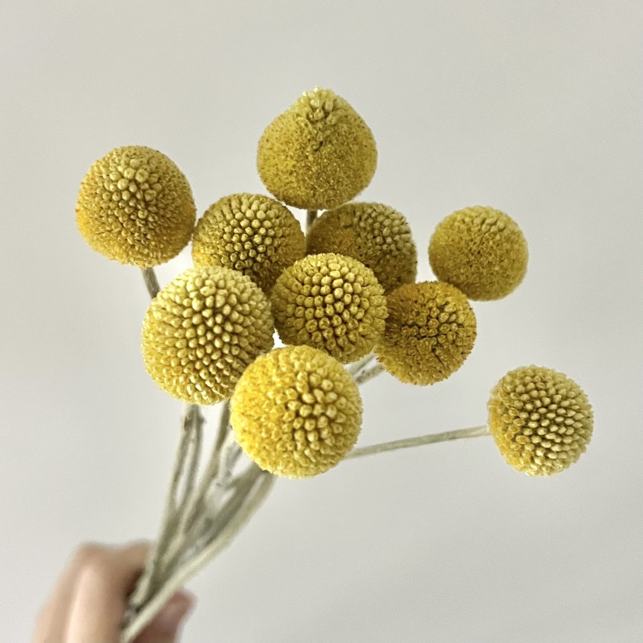 乾燥金杖球(小)