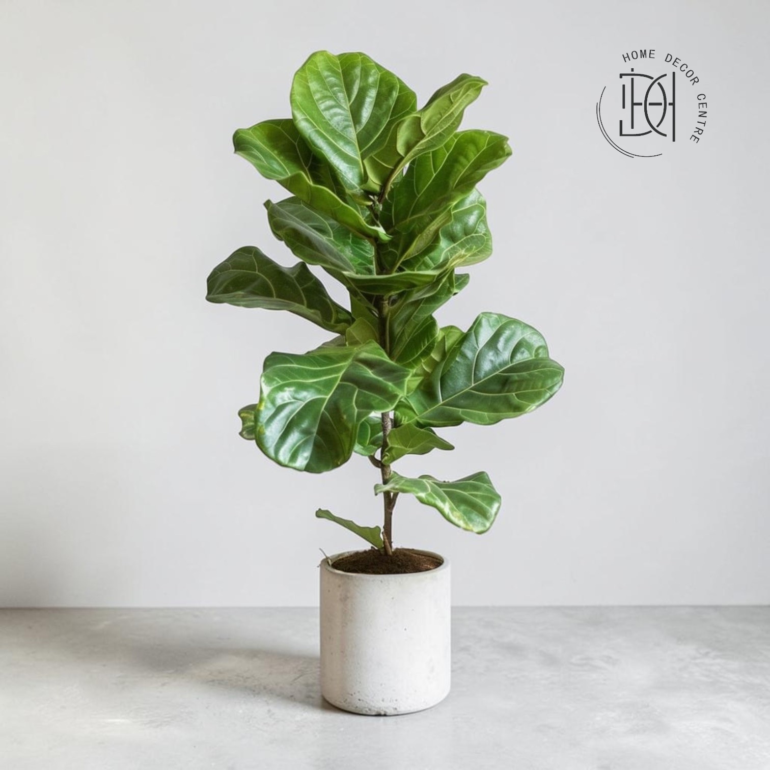 Ficus lyrata