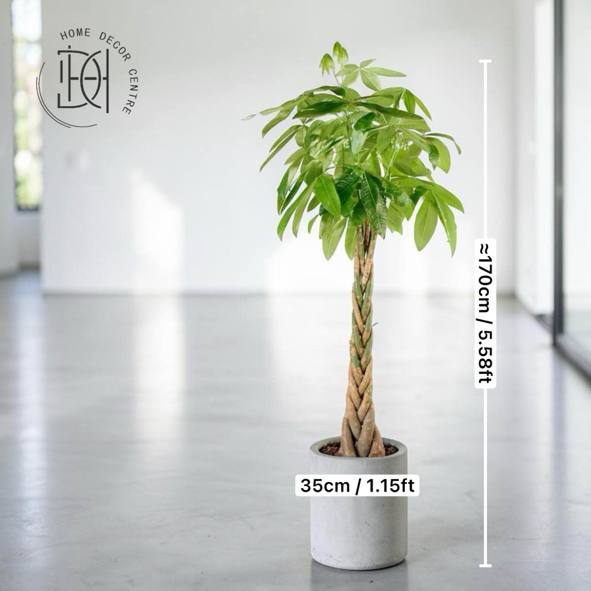 Pachira aquatica (Braided Type)