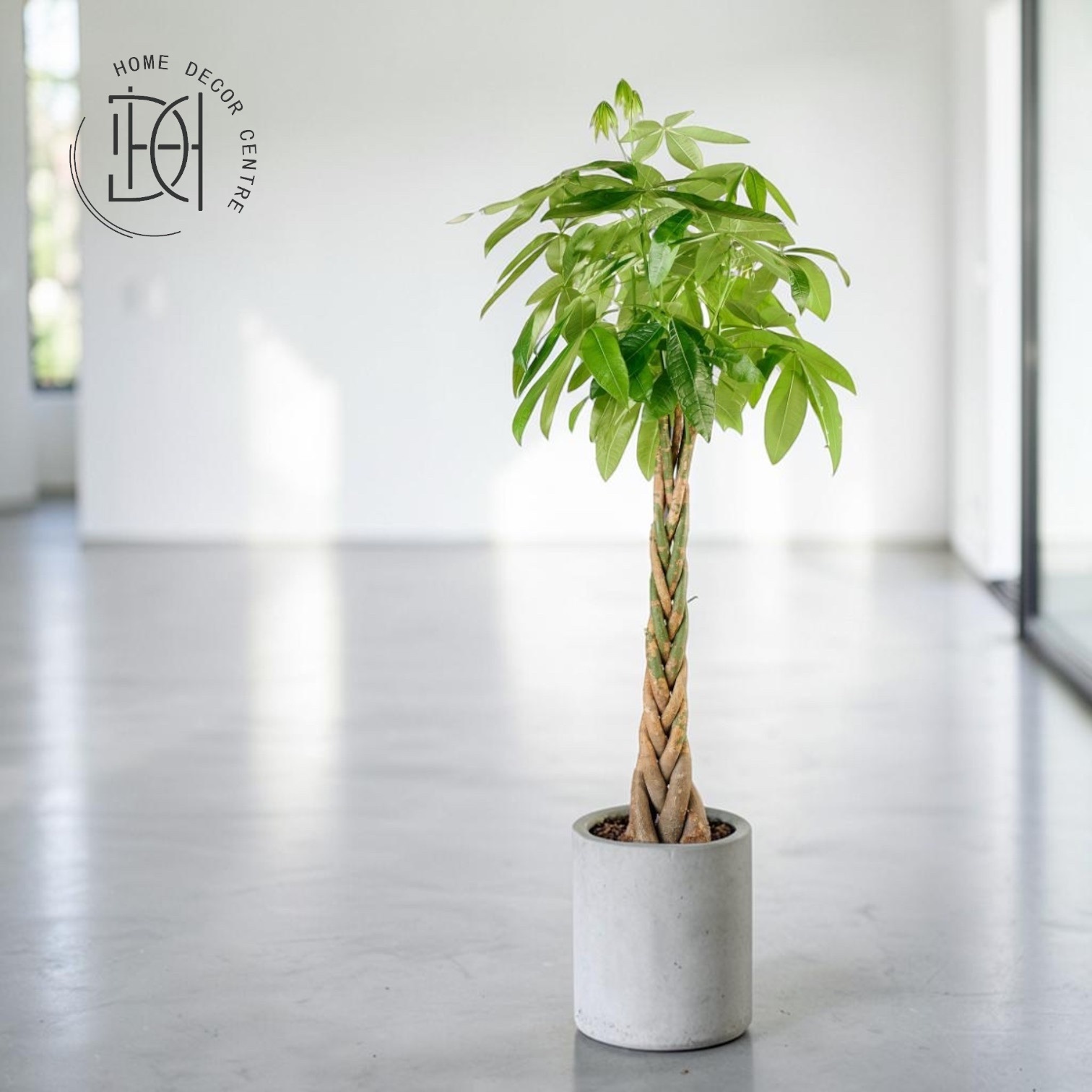 Pachira aquatica (Braided Type)