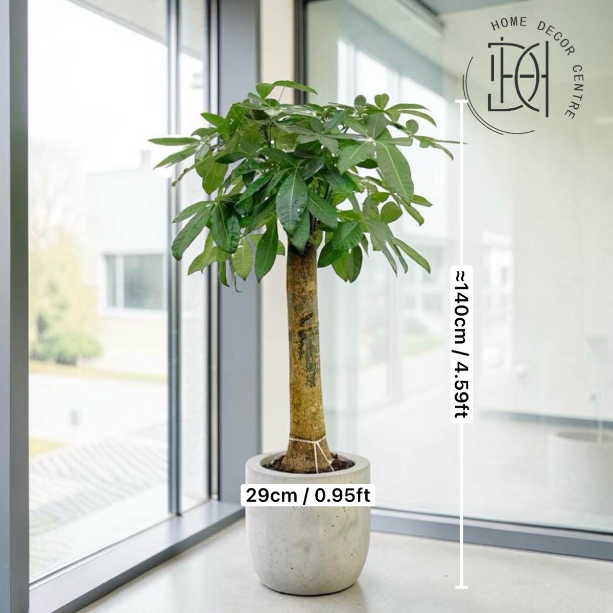 Pachira aquatica (Trunk Type)