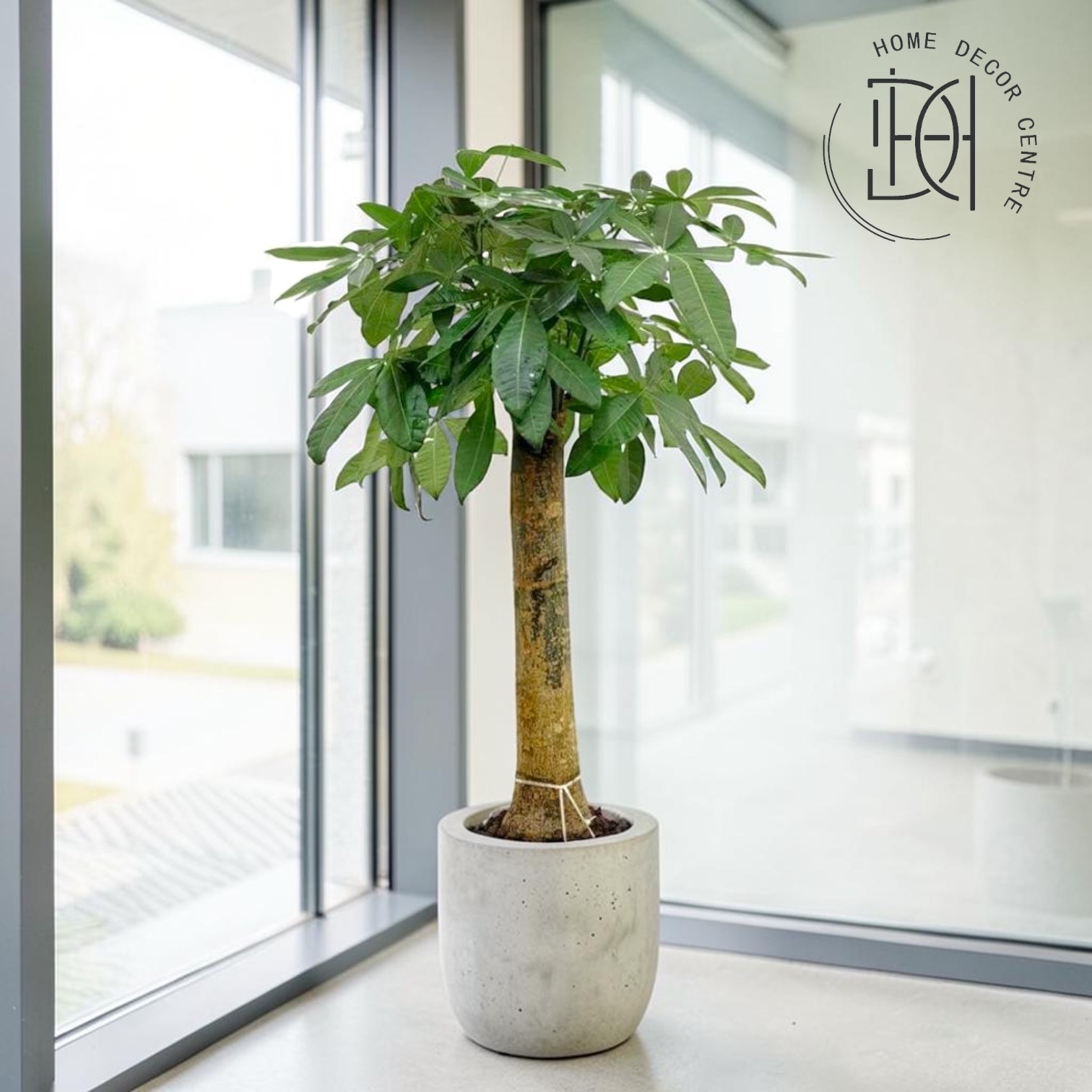 Pachira aquatica (Trunk Type)