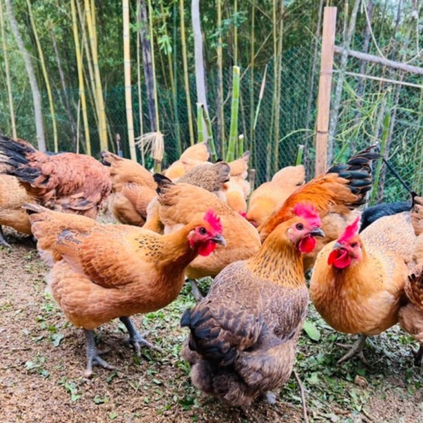 高山放養土雞蛋-新竹尖石新鮮直送｜供食用_非孵化用 【提琉比長壽村】