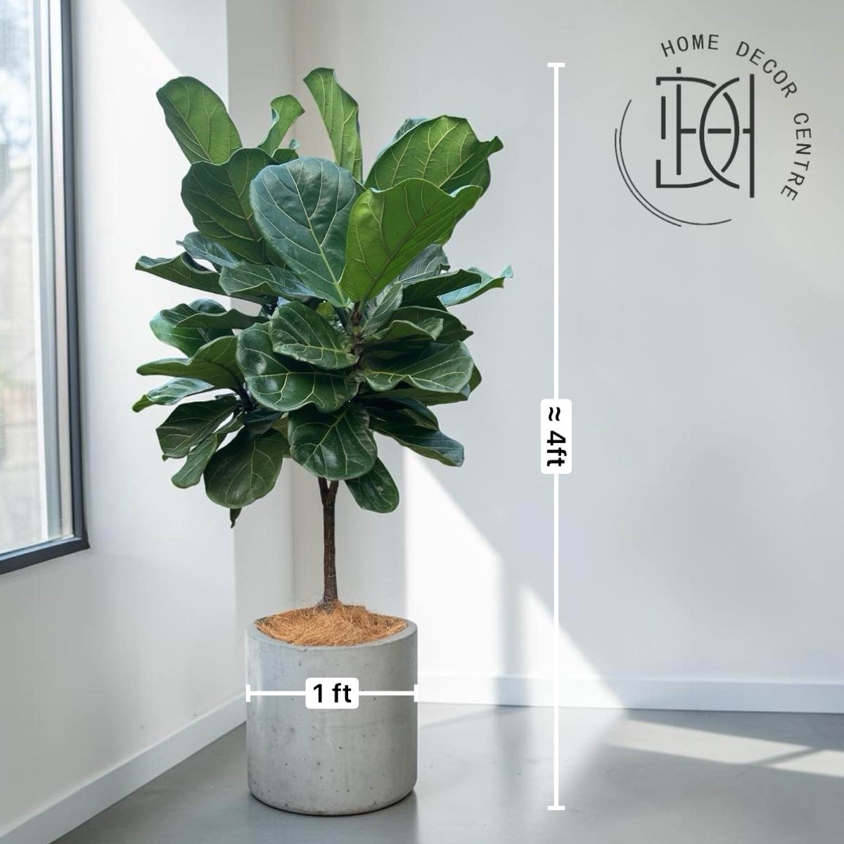 Ficus lyrata (Lolly Type)